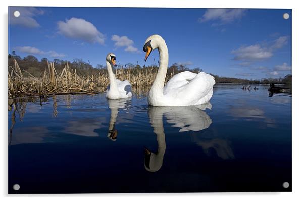 swans Acrylic by Gail Johnson