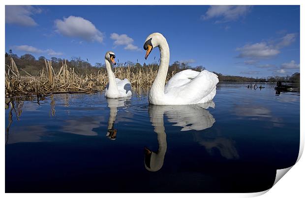 swans Print by Gail Johnson