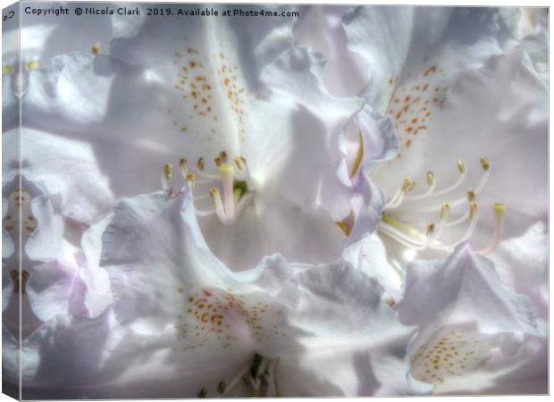 Rhododendron Canvas Print by Nicola Clark