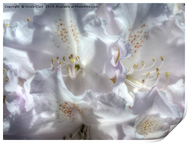 Rhododendron Print by Nicola Clark