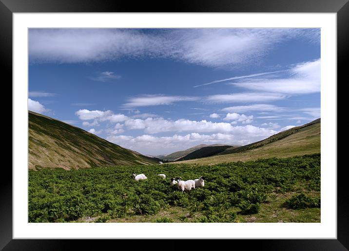 Mountain sheep in the Cheviots Framed Mounted Print by Gail Johnson