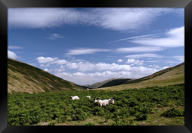 Mountain sheep in the Cheviots Framed Print by Gail Johnson