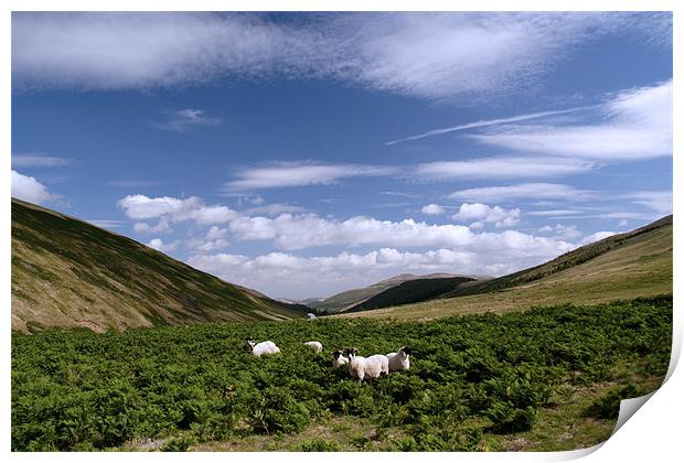 Mountain sheep in the Cheviots Print by Gail Johnson