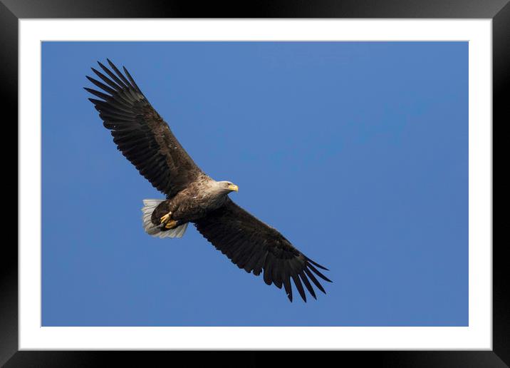 White Tailed Eagle Framed Mounted Print by Ian Hufton