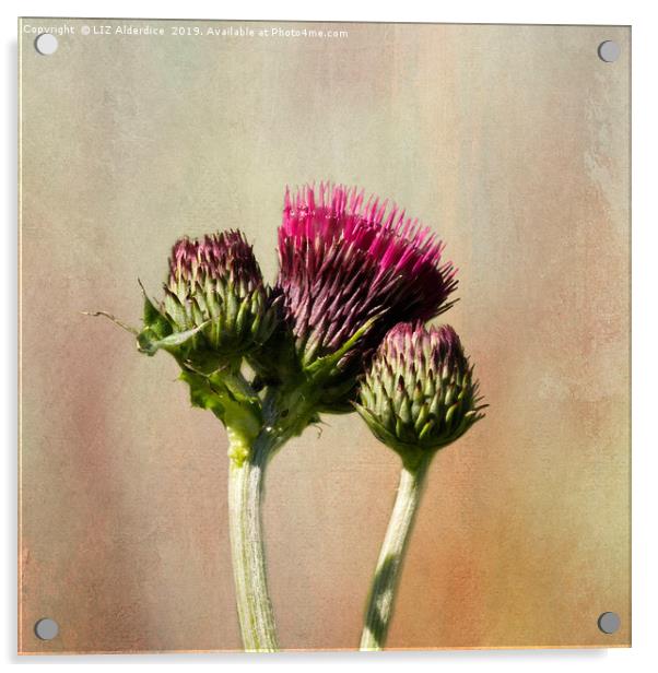 Ornamental Plume Thistle Acrylic by LIZ Alderdice