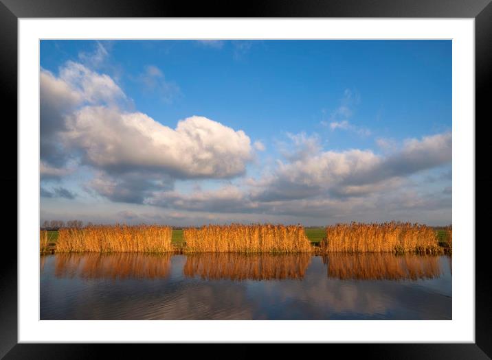 Reed lights up in the evening light Framed Mounted Print by John Stuij