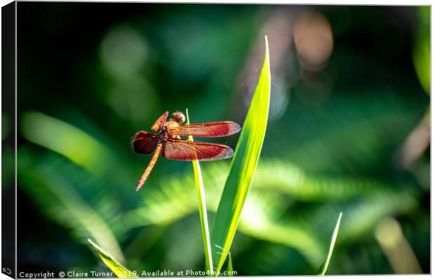 Red dragonfly Canvas Print by Claire Turner