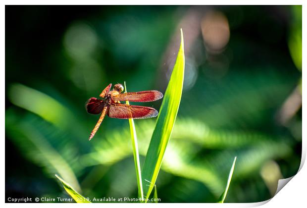 Red dragonfly Print by Claire Turner