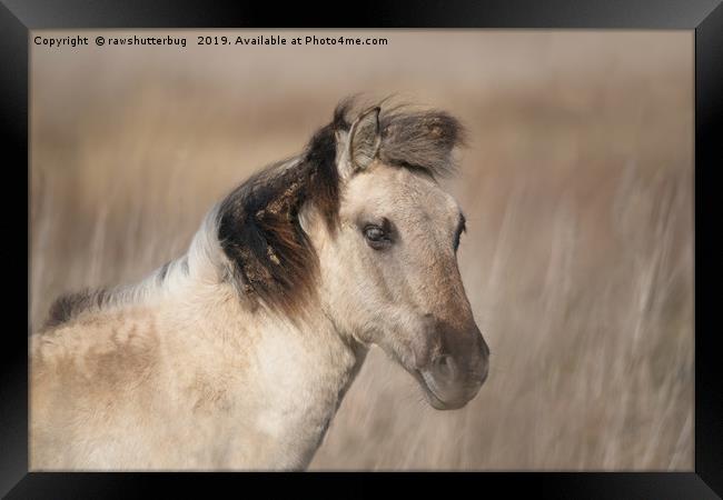 Wild Konik Horse  Framed Print by rawshutterbug 
