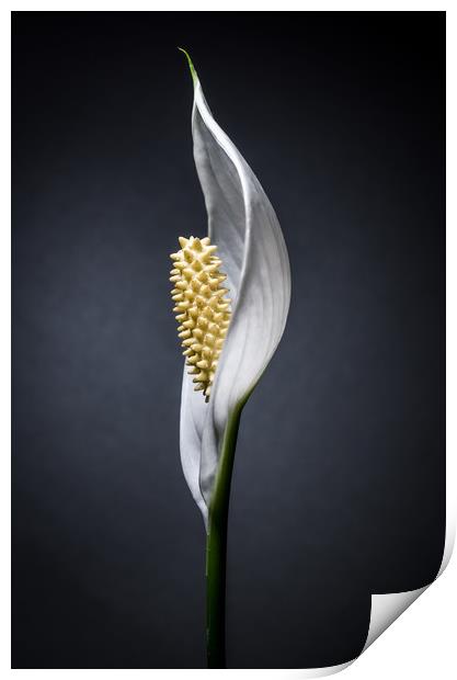 Japanese Peace Lily Print by Mike C.S.