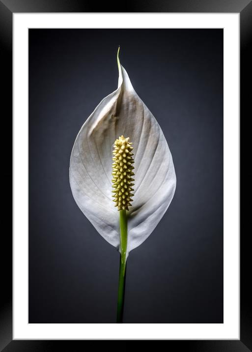 Japanese Peace Lily  Framed Mounted Print by Mike C.S.
