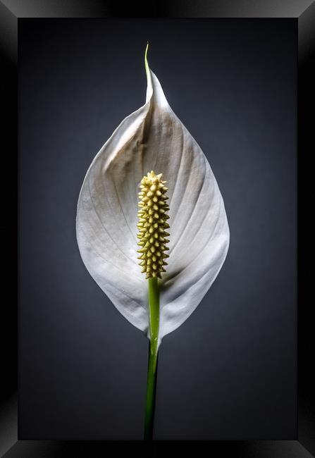 Japanese Peace Lily  Framed Print by Mike C.S.