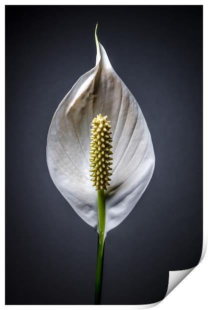Japanese Peace Lily  Print by Mike C.S.
