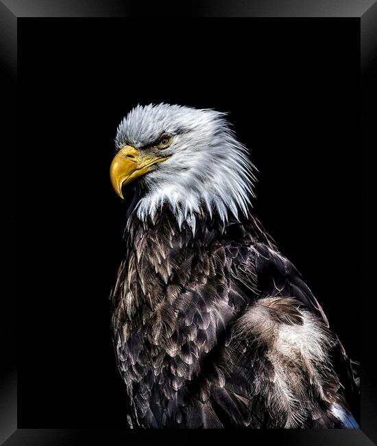 Eagle on Black  Framed Print by Darryl Brooks