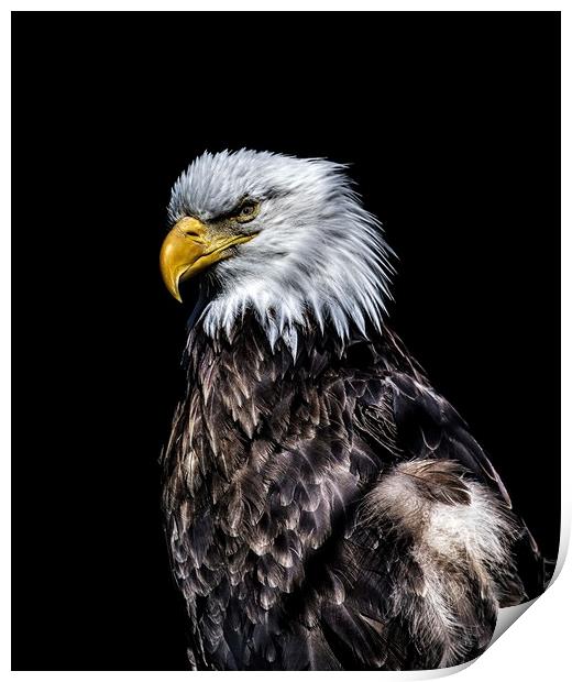 Eagle on Black  Print by Darryl Brooks