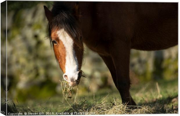 Brown and White Horse Grazing on Straw. Canvas Print by Steven Gill