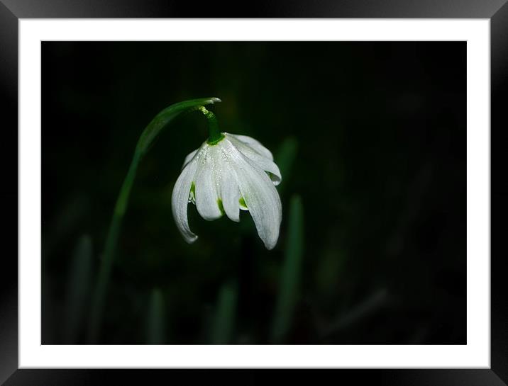 Single Snowdrop Framed Mounted Print by Karen Martin