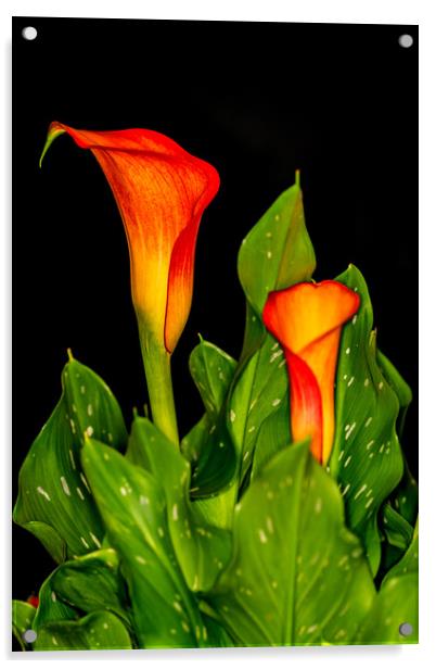 Orange Calla 1 Acrylic by Steve Purnell
