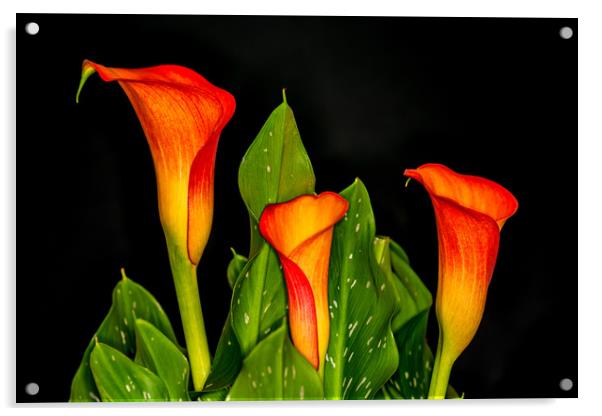 Orange Calla 2 Acrylic by Steve Purnell