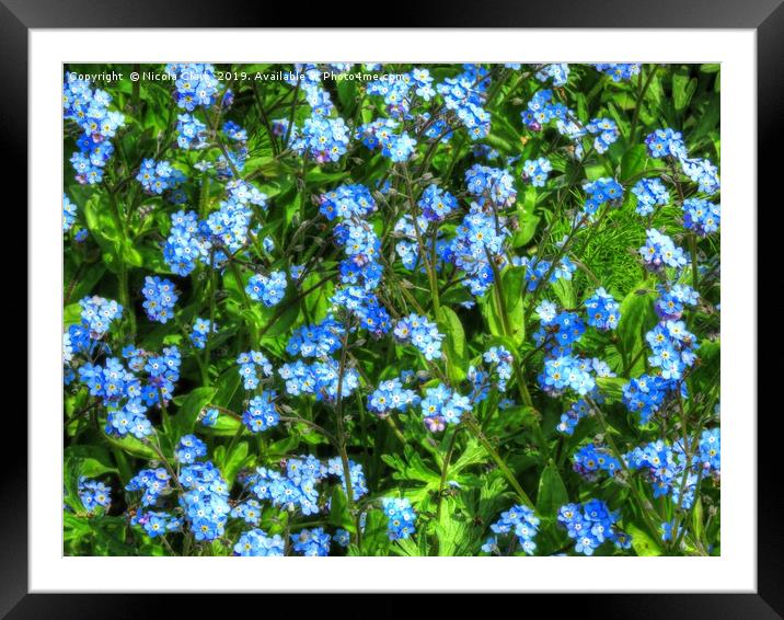 Carpet Of Blue Framed Mounted Print by Nicola Clark