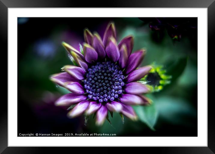 Purple African Daisy Framed Mounted Print by Hannan Images
