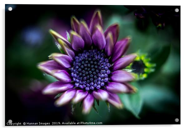 Purple African Daisy Acrylic by Hannan Images