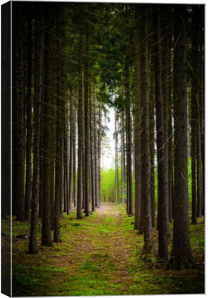 Road in early summer forest. National park Sumava. Canvas Print by Sergey Fedoskin