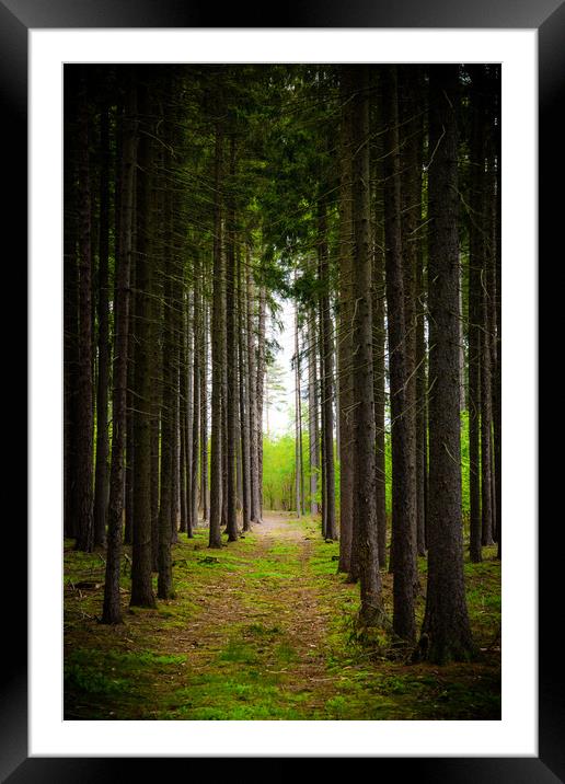 Road in early summer forest. National park Sumava. Framed Mounted Print by Sergey Fedoskin