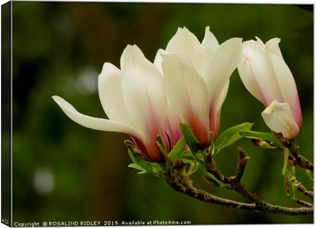 "Soft Magnolia 2 " Canvas Print by ROS RIDLEY