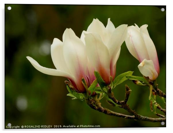 "Soft Magnolia 2 " Acrylic by ROS RIDLEY