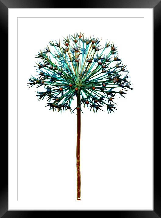 Abstract Allium No.2 Framed Mounted Print by Phill Thornton