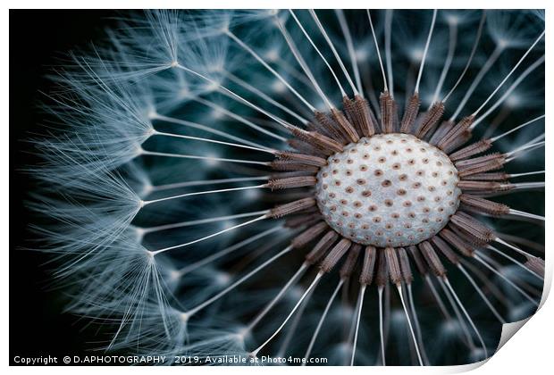 Dandelion seeds Print by D.APHOTOGRAPHY 