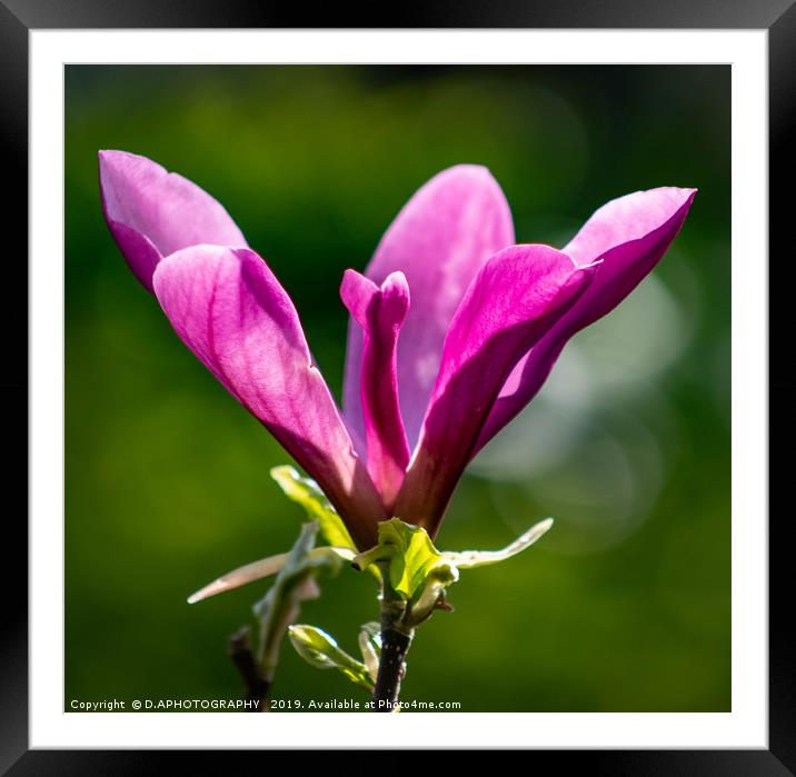 Magnolia Framed Mounted Print by D.APHOTOGRAPHY 