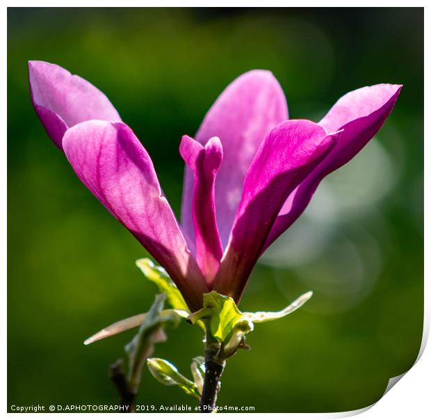 Magnolia Print by D.APHOTOGRAPHY 
