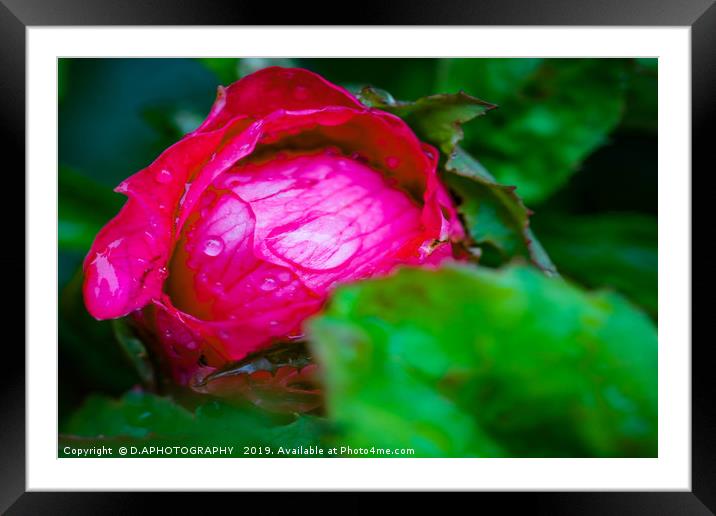 water on red red rose  Framed Mounted Print by D.APHOTOGRAPHY 
