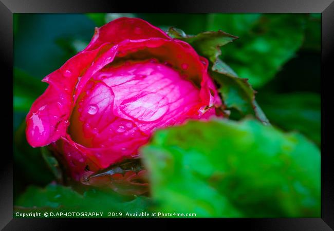 water on red red rose  Framed Print by D.APHOTOGRAPHY 