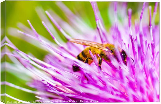 thistle bee Canvas Print by D.APHOTOGRAPHY 