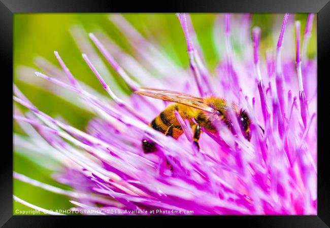 thistle bee Framed Print by D.APHOTOGRAPHY 