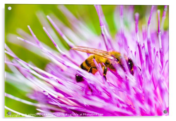thistle bee Acrylic by D.APHOTOGRAPHY 