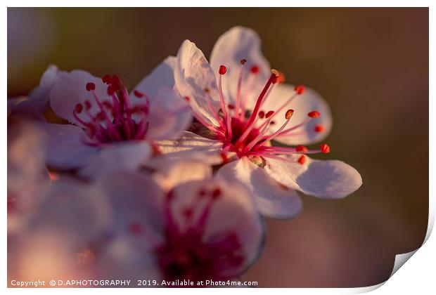 The little pink flower Print by D.APHOTOGRAPHY 
