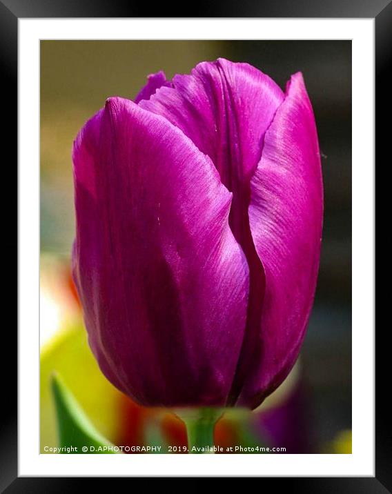 the tulip Framed Mounted Print by D.APHOTOGRAPHY 