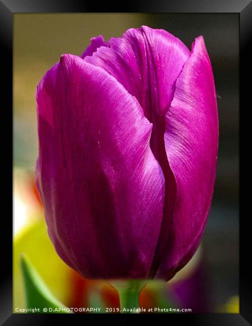 the tulip Framed Print by D.APHOTOGRAPHY 