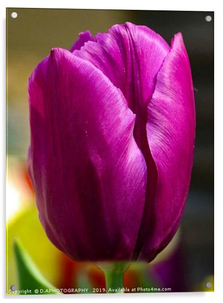 the tulip Acrylic by D.APHOTOGRAPHY 