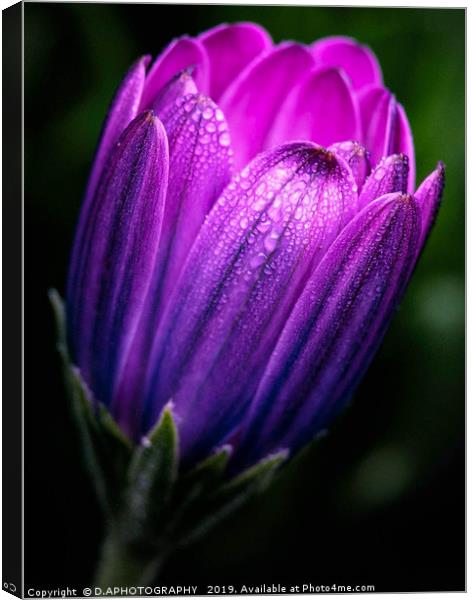 dreamy tulip Canvas Print by D.APHOTOGRAPHY 