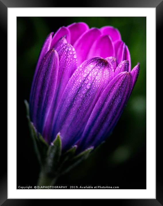 dreamy tulip Framed Mounted Print by D.APHOTOGRAPHY 