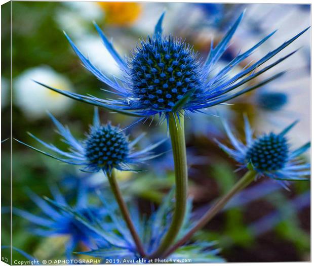 blue thistle Canvas Print by D.APHOTOGRAPHY 