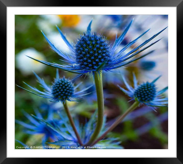 blue thistle Framed Mounted Print by D.APHOTOGRAPHY 