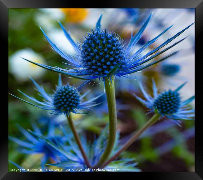 blue thistle Framed Print by D.APHOTOGRAPHY 