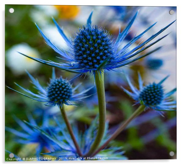 blue thistle Acrylic by D.APHOTOGRAPHY 