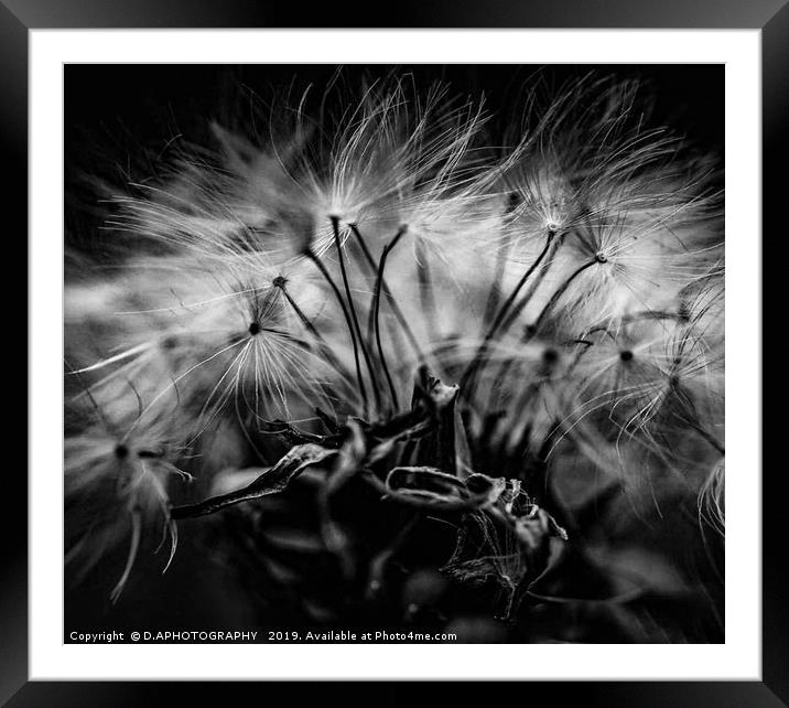 Dandelion seeds Framed Mounted Print by D.APHOTOGRAPHY 